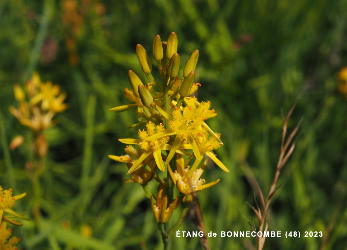 Asphodel, Bog flower